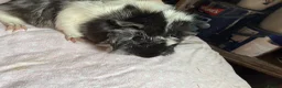 Guinea Pig rodents for sale: Male and female guinea pigs  - Advert 2