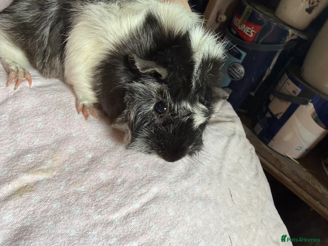 Guinea Pig rodents for sale: Male and female guinea pigs  - Advert 2
