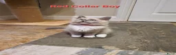 Ragdoll cats for sale: 💖Beautiful GCCF Registered Ragdoll Kittens. - Advert 19