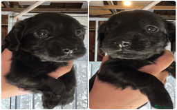 Cocker Spaniel dogs for sale: Working Cocker Spaniel Pups - Image 1