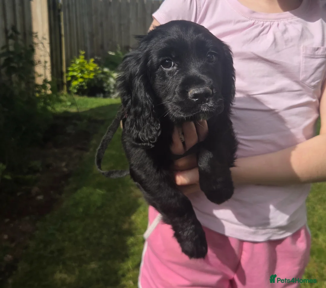 Cocker Spaniel dogs for sale: Beautiful Bitch Cocker Spaniel - Advert 2