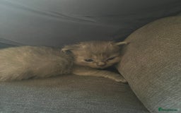 Mixed Breed cats for sale: Beautiful Ragdoll x BSH kittens for sale! - Image 21