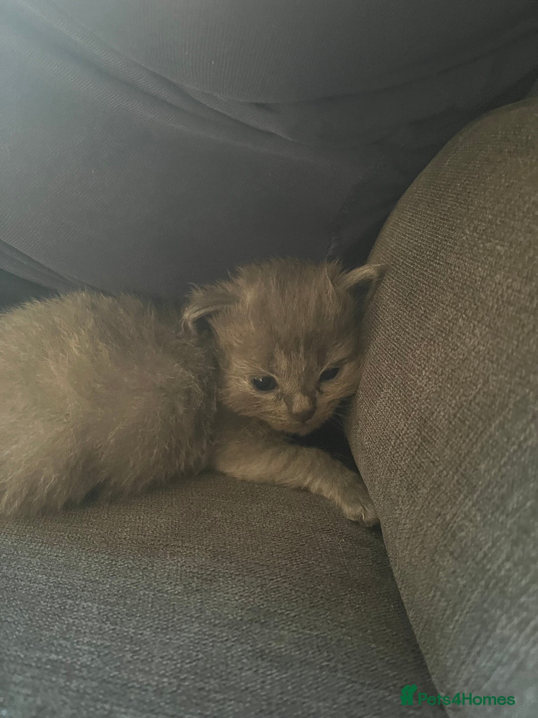 Mixed Breed cats for sale: Beautiful Ragdoll x BSH kittens for sale! - Image 21
