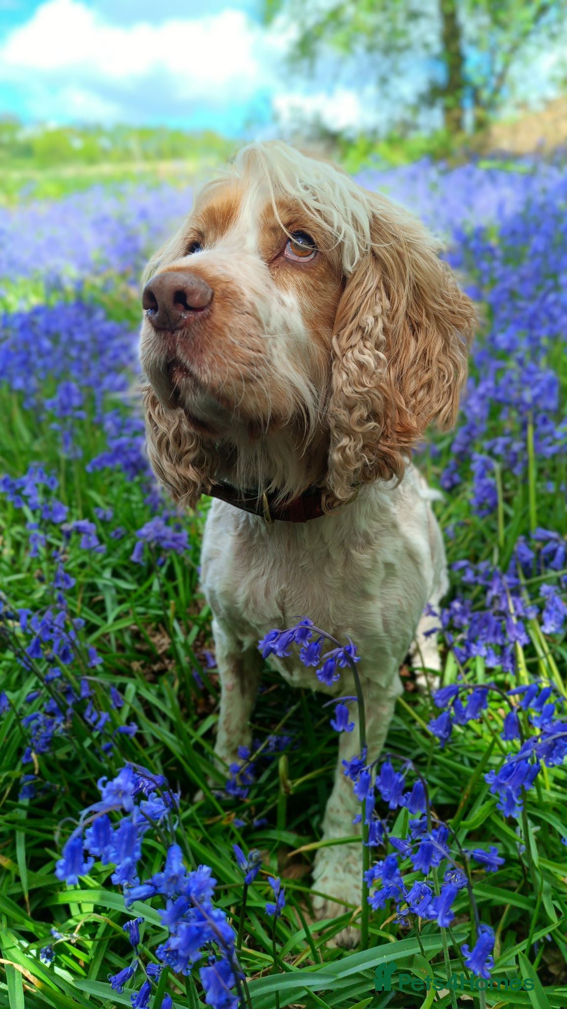 Cocker Spaniel dogs Barney- Rescue and Rehome - Advert 12
