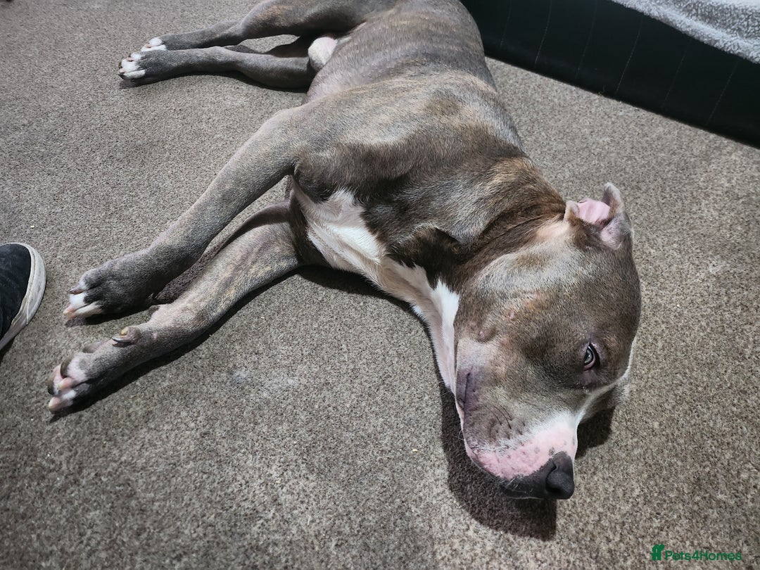 Mixed Breed dogs for sale: Millow 12 months - Image 3