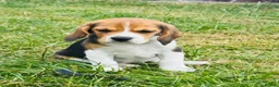 Beagle dogs for sale: 🐶⭐️Gorgeous Beagle puppies⭐️🐶 - Advert 4