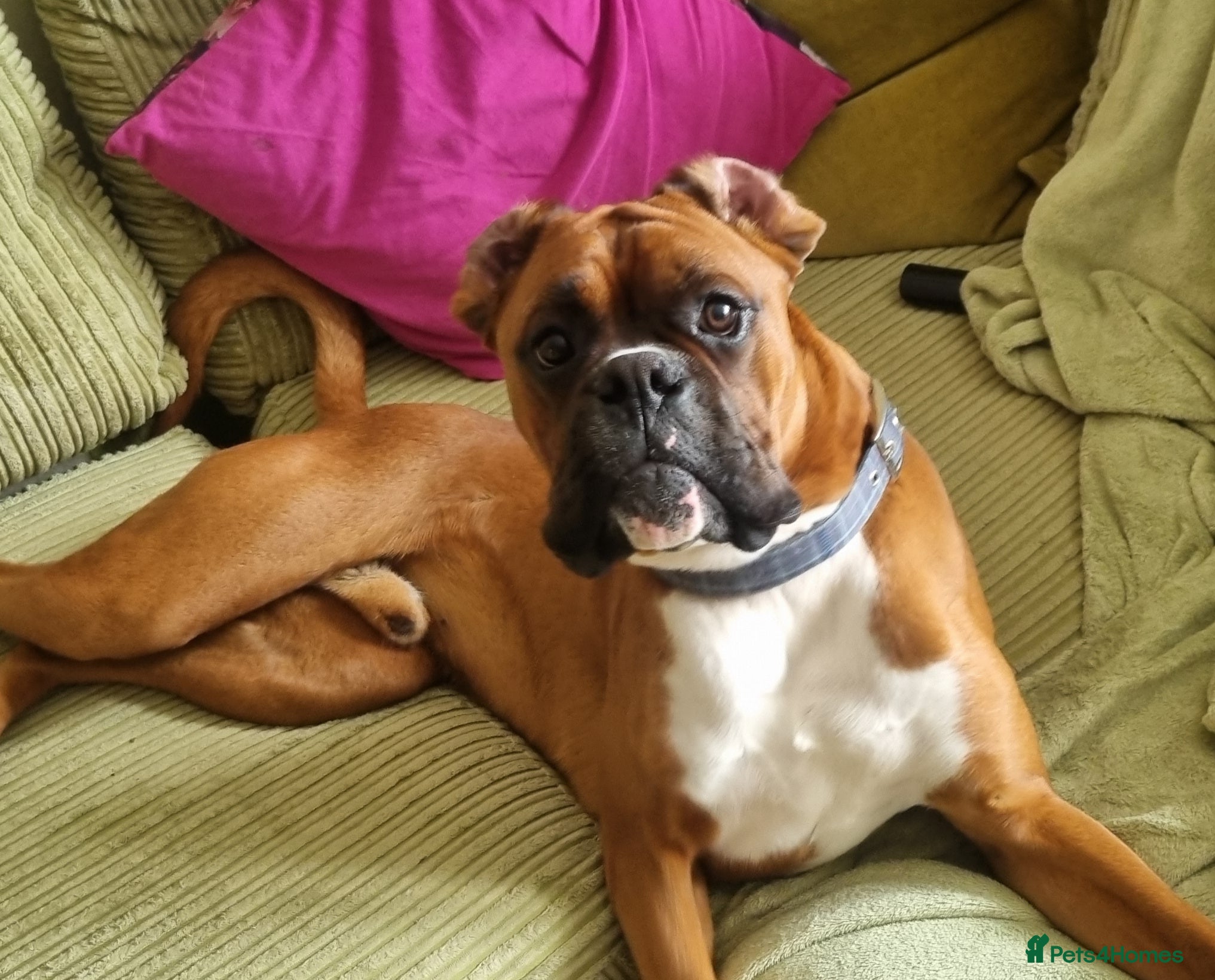 Boxer dogs Boxer for breeding - Advert 3