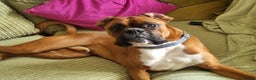 Boxer dogs for stud: Boxer for breeding - Advert 1