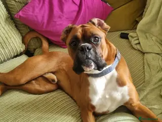 Boxer dogs Boxer for breeding - Advert 16