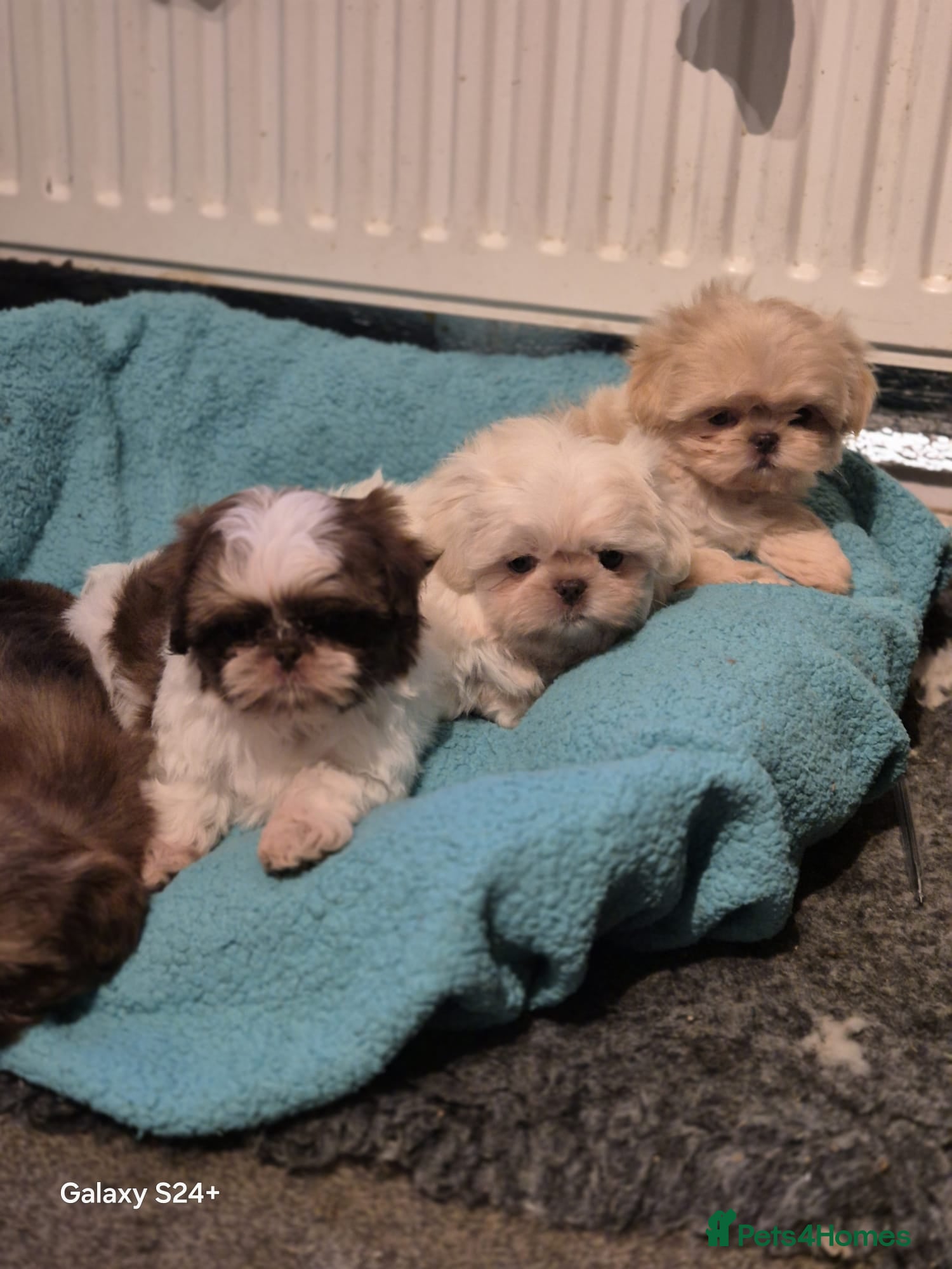 Shih Tzu dogs Outstanding Imperial Shih Tzu Pups - Advert 3