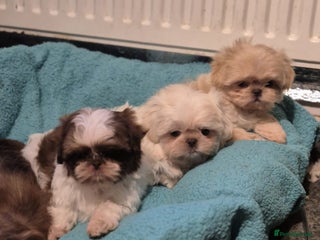 Shih Tzu dogs for sale - Advert 1