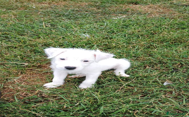 Parson Russell dogs - Advert 1