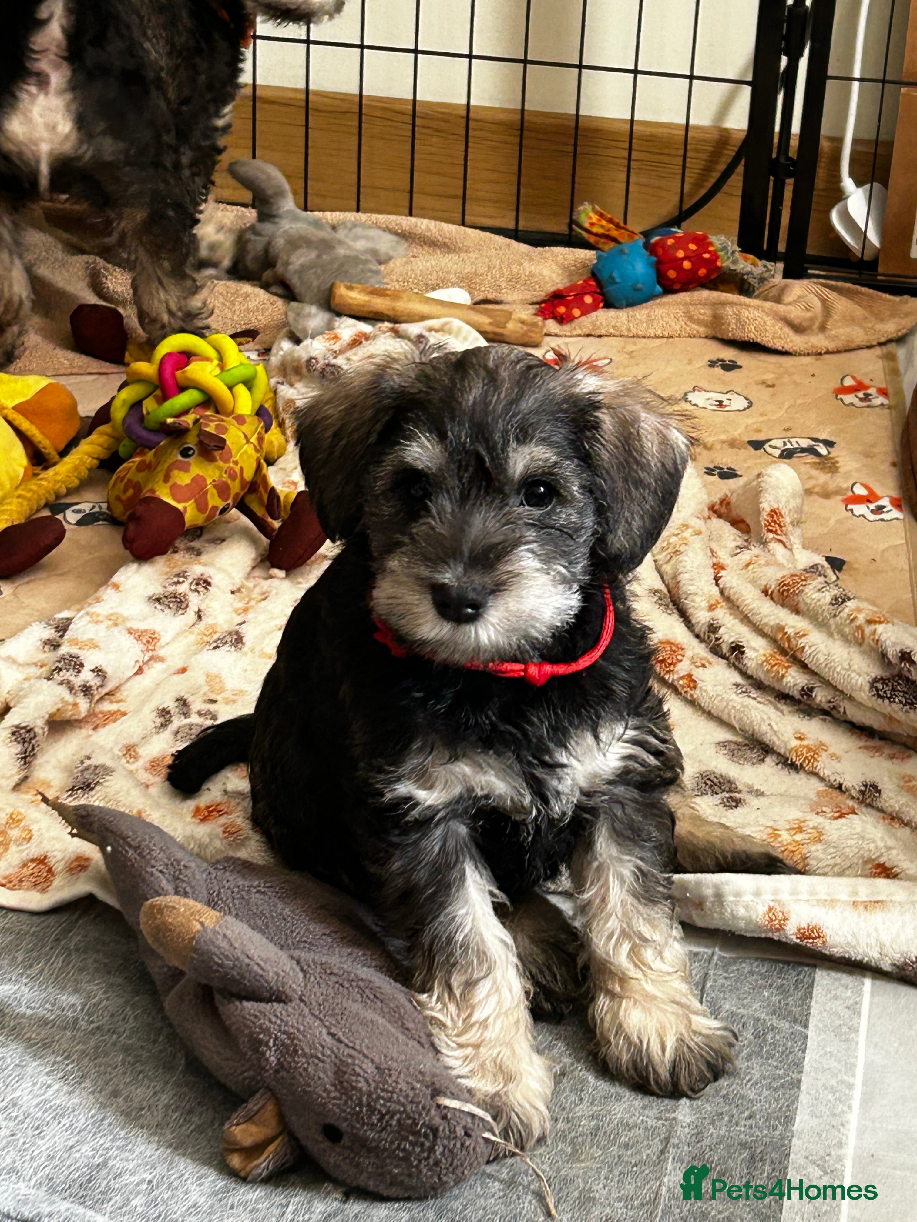 Schnoodle dogs 4 Beautiful loving, schnoodles - Advert 2