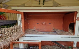 Mini Lop rabbits for sale: Mini lops for sale  - Image 7