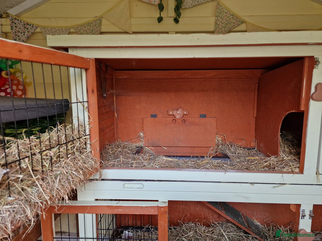 Mini Lop rabbits for sale: Mini lops for sale  - Image 7