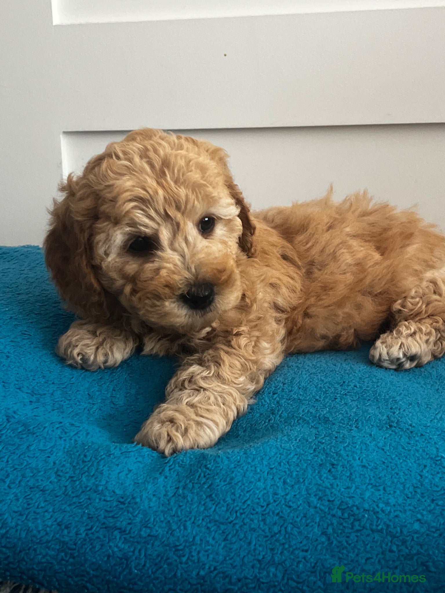 Cockapoo dogs DNA health clear Miniature f1b Cockapoo puppies 🌟 - Advert 2