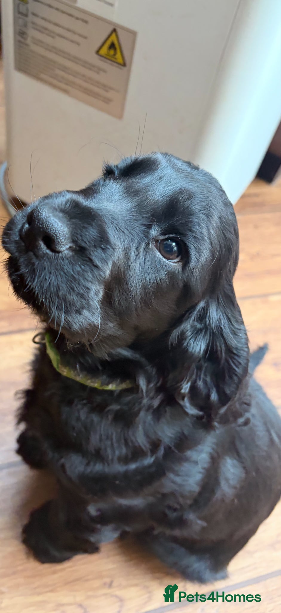 Cocker Spaniel dogs 🌟Last boy 🌟 KC Show Type Cocker Spaniel - Advert 2