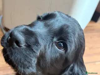 Cocker Spaniel dogs 🌟Last boy 🌟 KC Show Type Cocker Spaniel - Advert 2