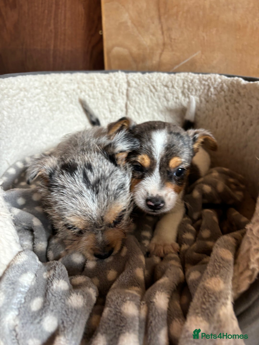 Jack Russell dogs for sale: Jack Russell puppies  - Image 8