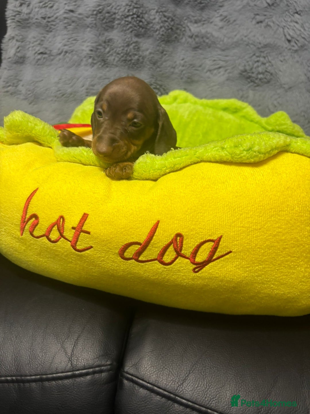 Dachshund dogs for sale: Miniature Dachshund pups £1000 - Image 8