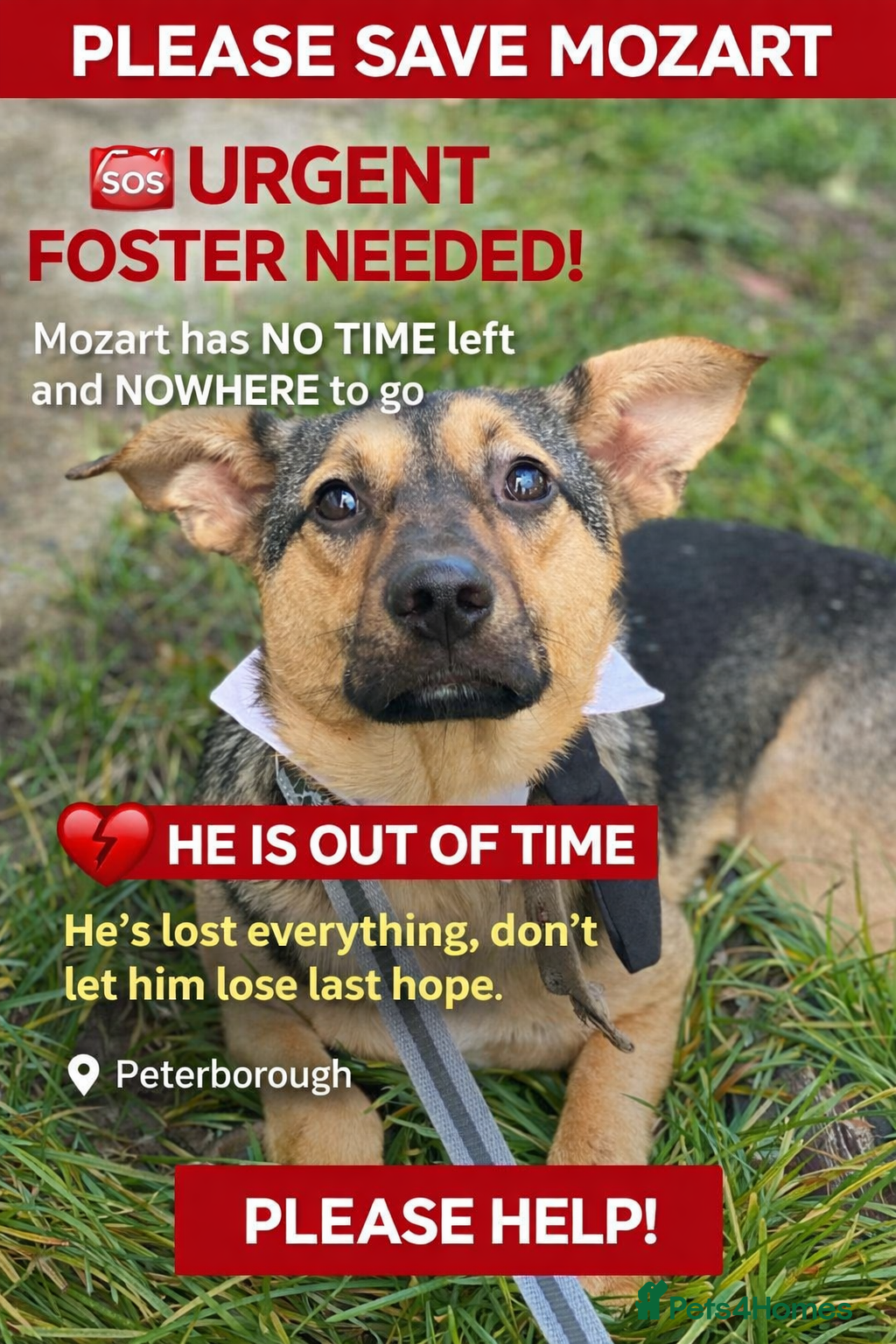 Mixed Breed dogs URGENT FOSTER PLEA-💙 Mozart, 1 yo, lower-medium - Advert 3