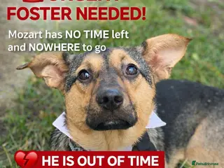 Mixed Breed dogs URGENT FOSTER PLEA-💙 Mozart, 1 yo, lower-medium - Advert 3