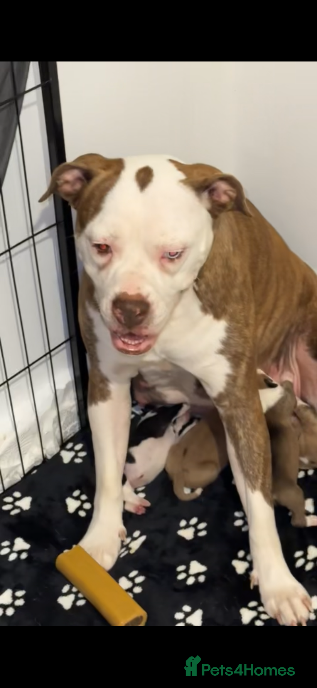 Alapaha Blue Blood Bulldog dogs for sale: IABBR registered Alapaha Blue Blood Bulldogs - Image 26
