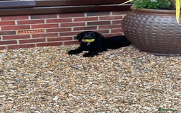 Cocker Spaniel dogs for sale: 2 beautiful cocker spaniels - Image 1
