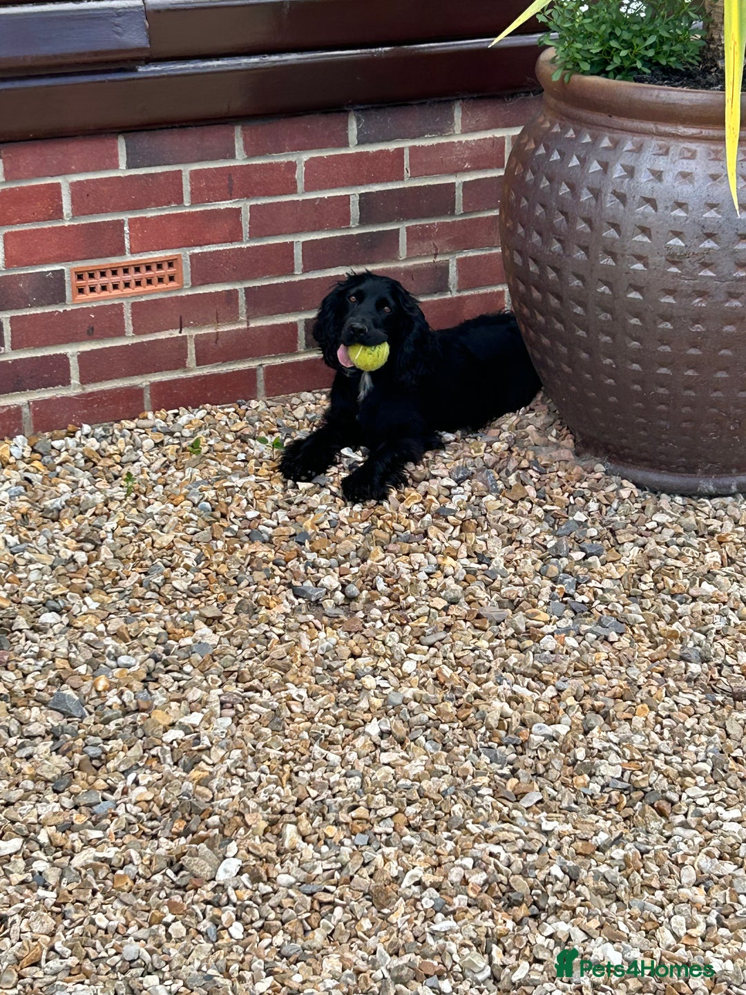 Cocker Spaniel dogs for sale: 2 beautiful cocker spaniels - Image 1