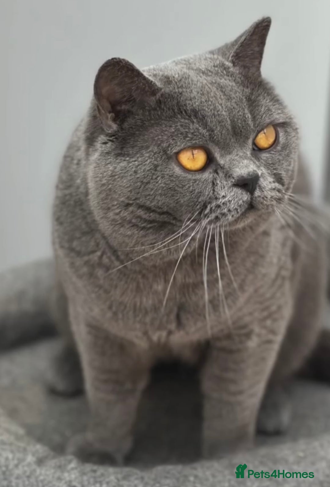 British Shorthair cats for sale: British Shorthair Kittens - Image 11