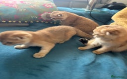 Scottish Fold cats for sale: Gold Chinchilla Scottish fold baby’s  - Image 22