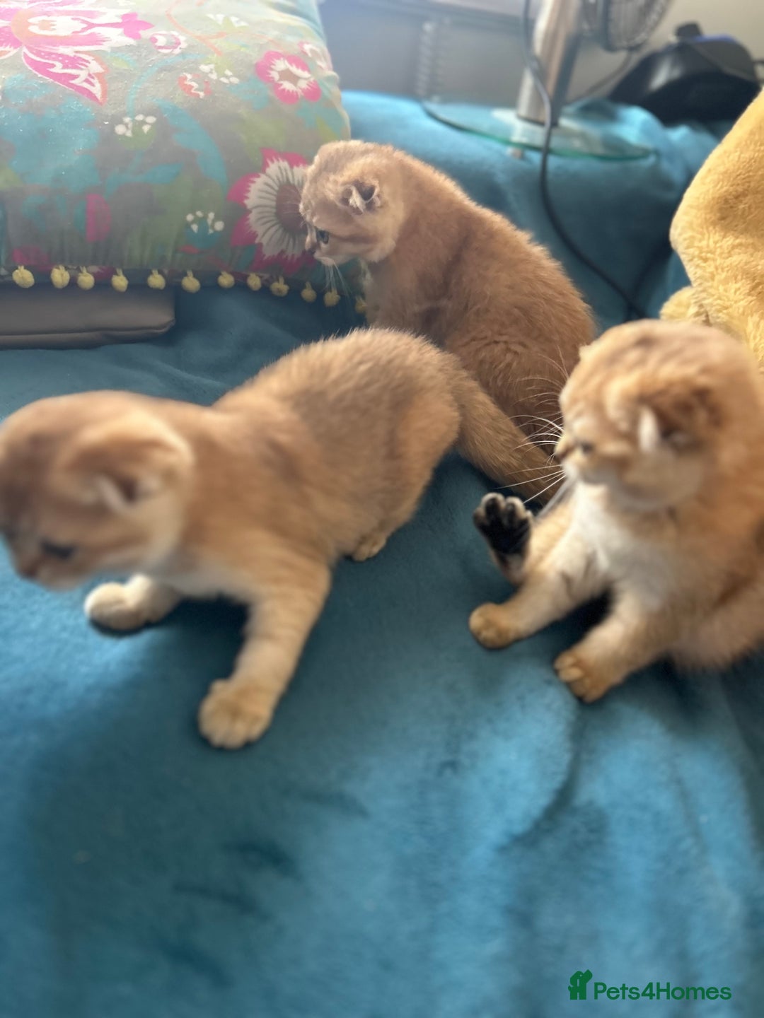 Scottish Fold cats for sale: Gold Chinchilla Scottish fold baby’s  - Image 22