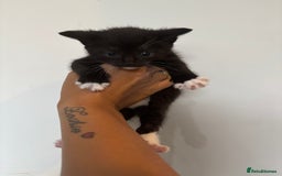 Mixed Breed cats for sale: Beautiful Black & White Kittens  - Image 19