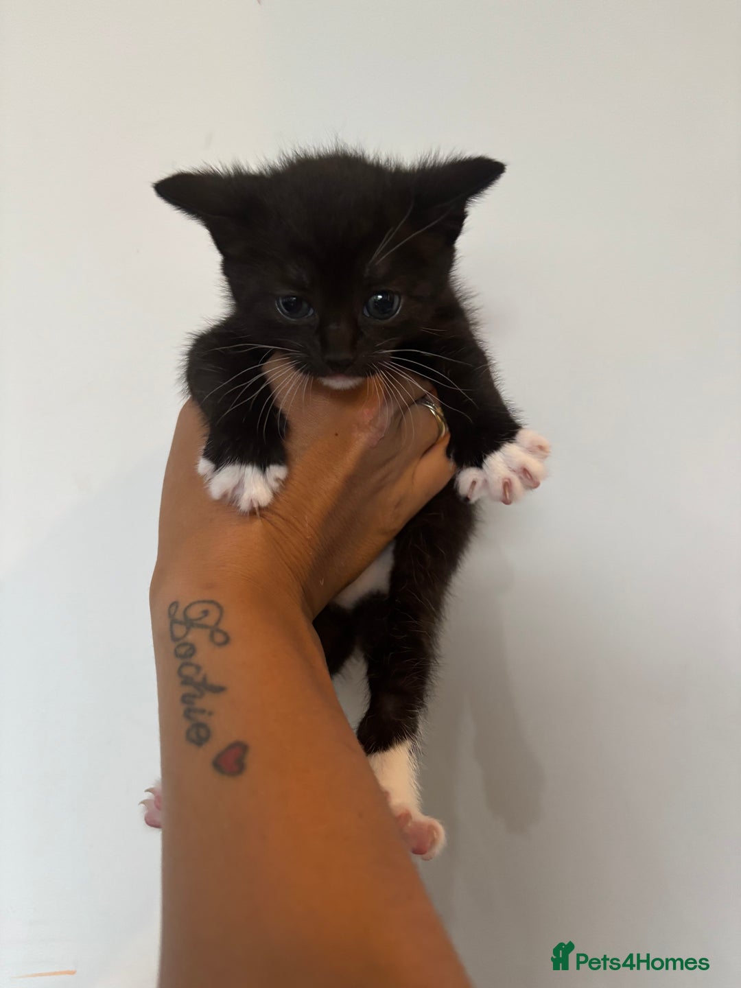 Mixed Breed cats for sale: Beautiful Black & White Kittens  - Image 19