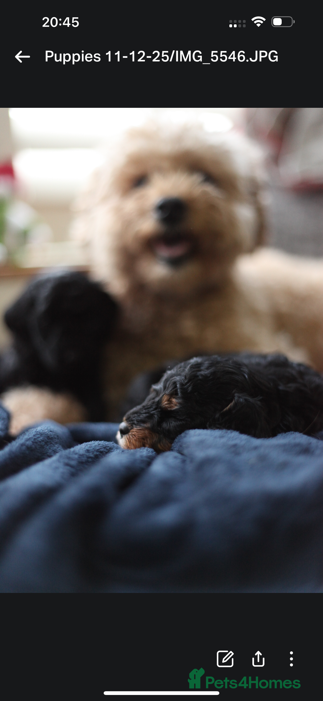 Poochon dogs for sale: Beautiful Poochon Pups Home Bred second litter - Advert 28