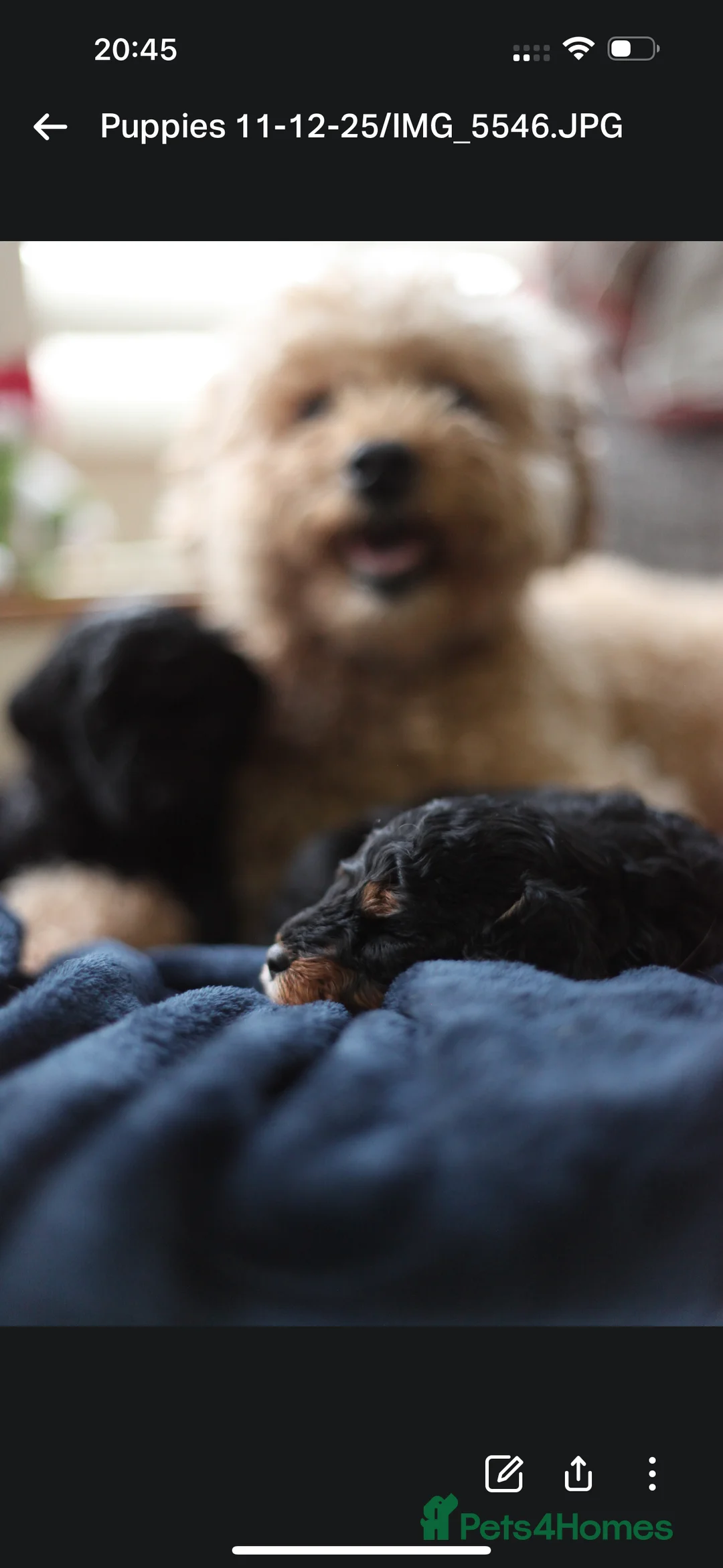 Poochon dogs for sale: Beautiful Poochon Pups Home Bred second litter - Advert 28