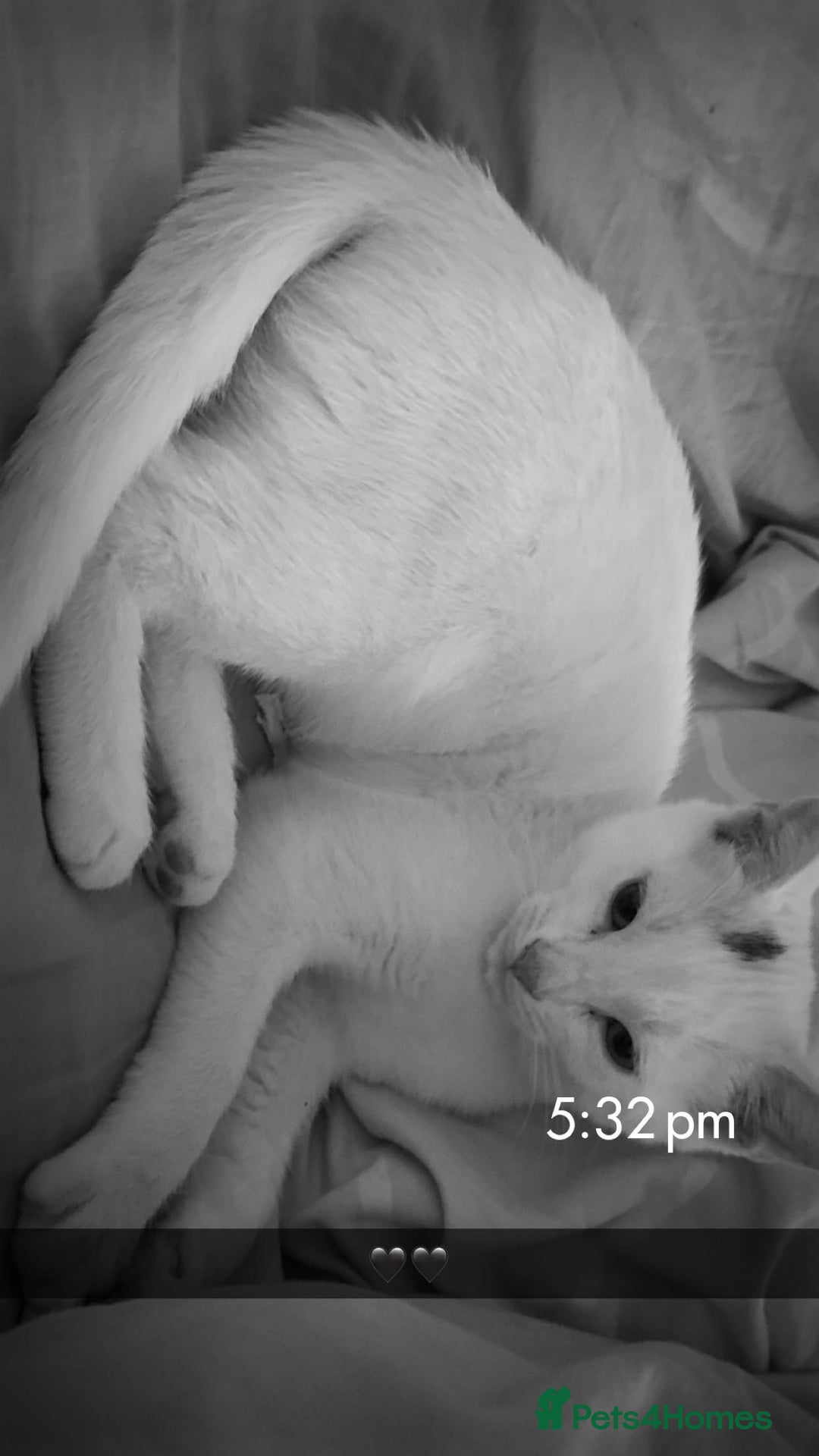 Domestic Shorthair cats for sale: 2 cats for sale - read description  - Image 4