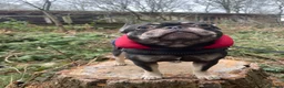 French Bulldog dogs for sale: French bull dog puppies  - Advert 7