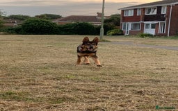 German Shepherd dogs for sale: Duke - German shepherd puppy  - Image 3