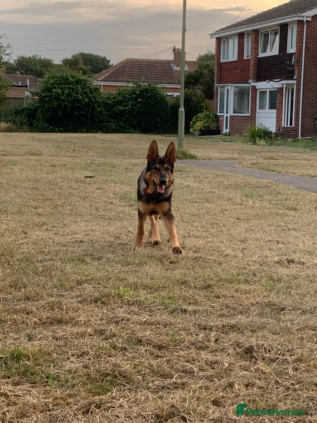 German Shepherd dogs for sale: Duke - German shepherd puppy  - Image 3