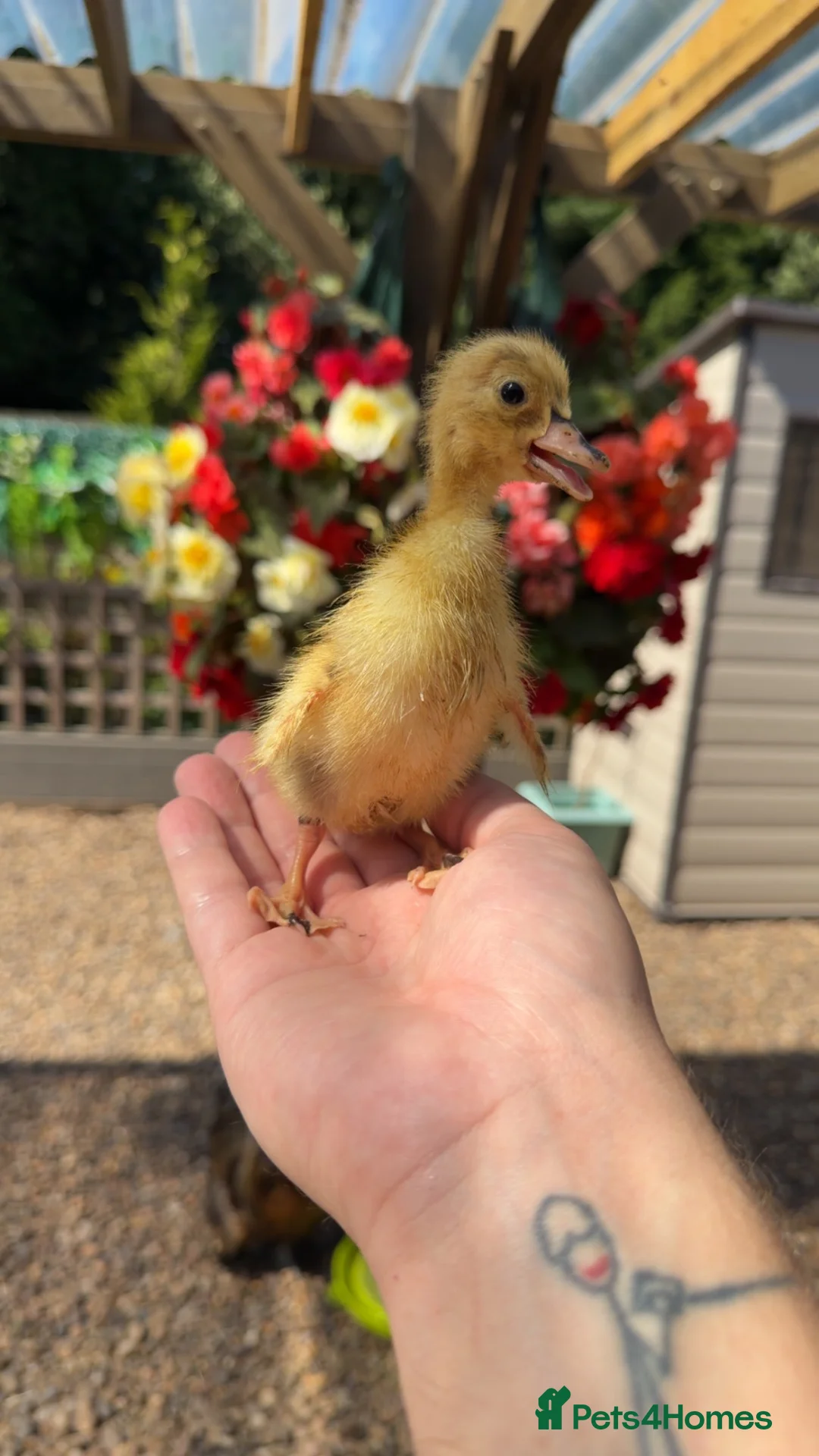 Ducks poultry for sale: Indian Runner Ducklings - Advert 1