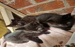 Mixed Breed cats for sale: Kittens for sale  - Image 3