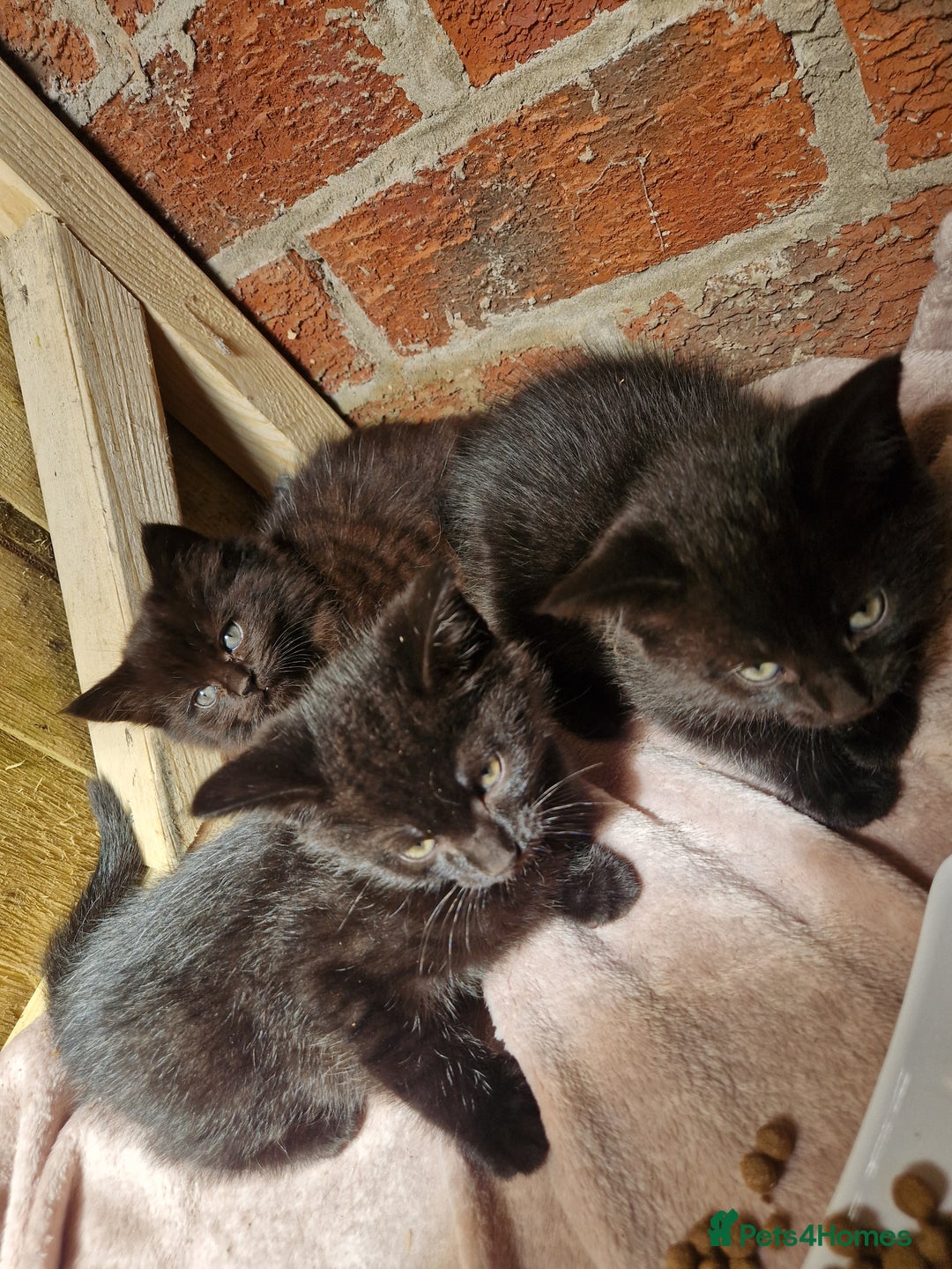 Mixed Breed cats for sale: Kittens for sale  - Image 3