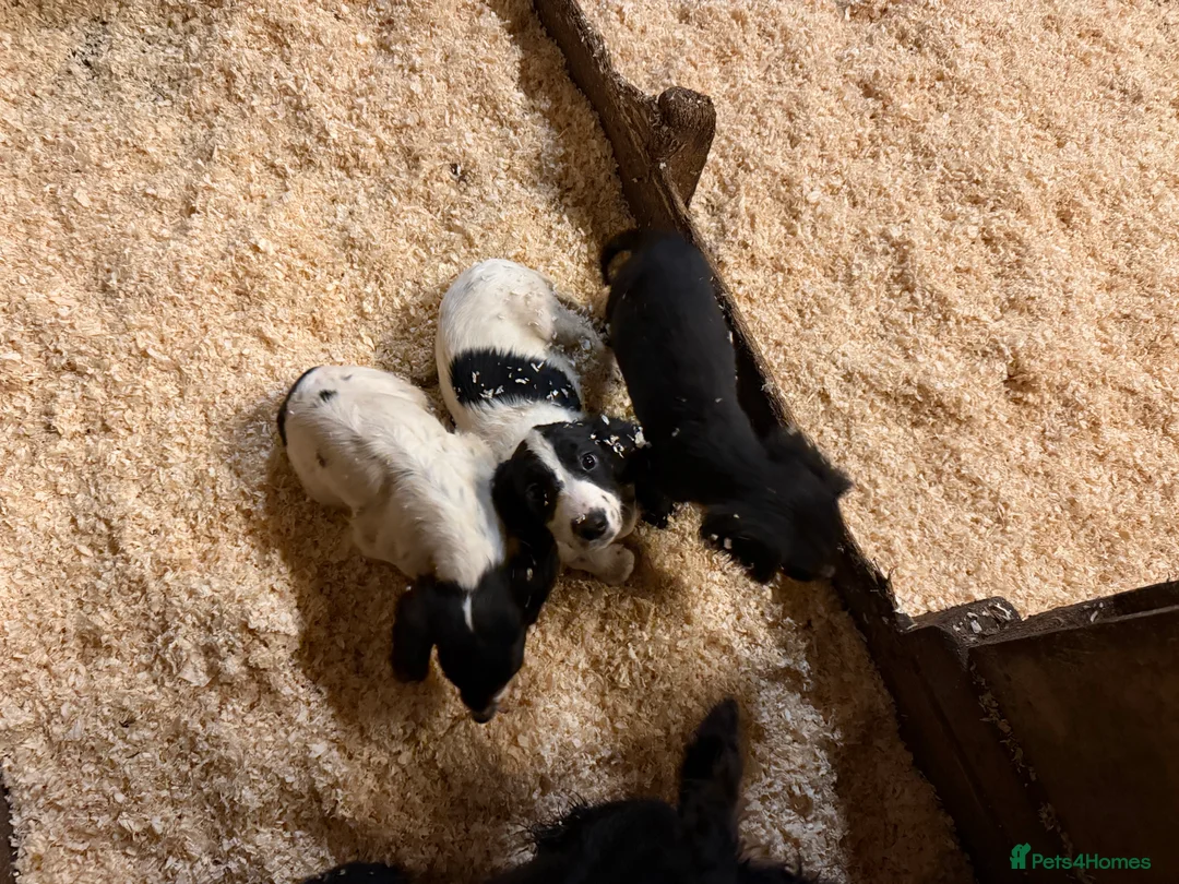 Sprocker dogs for sale: Spraker puppies for sale - Advert 9