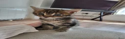 Mixed Breed cats for sale: Cute tabby kittys  in Perth - Advert 2