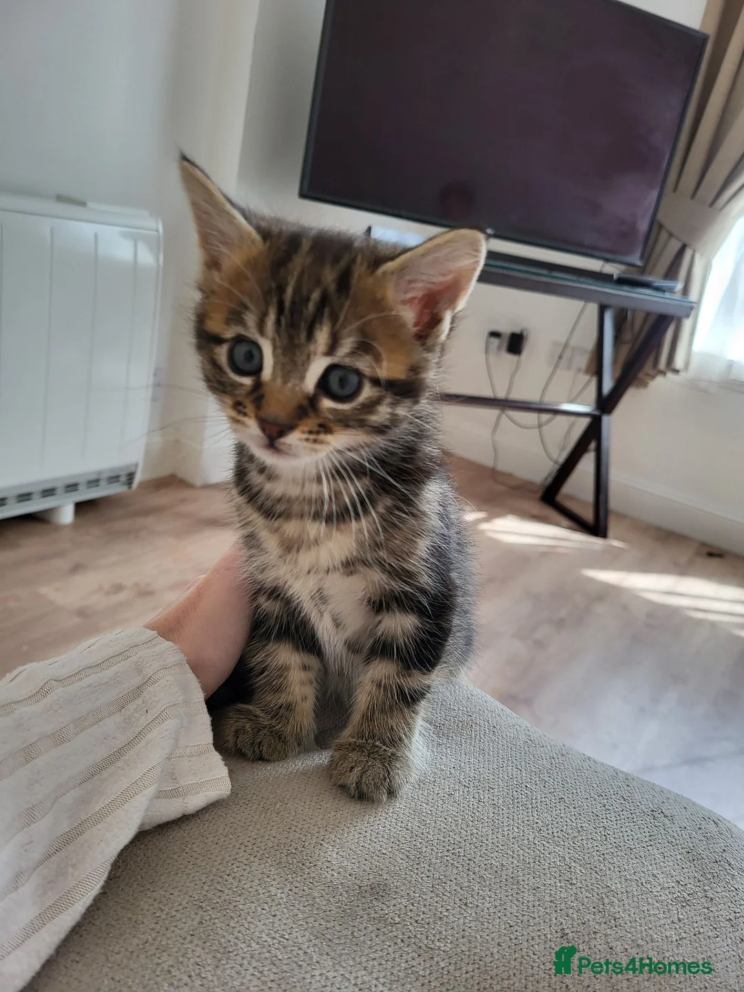 Mixed Breed cats for sale: Cute tabby kittys  in Perth - Advert 2
