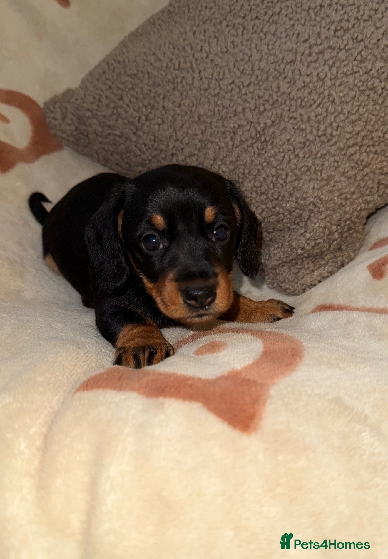 Miniature Dachshund dogs 💜Stunning KC Mini Wirehair Dachshunds💜 - Advert 8