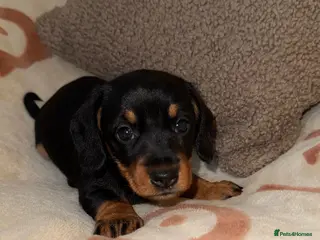 Miniature Dachshund dogs 💜Stunning KC Mini Wirehair Dachshunds💜 - Advert 7