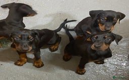 Dobermann dogs for sale: Doberman Puppies - Image 2