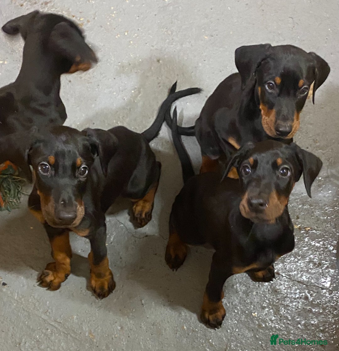 Dobermann dogs for sale: Doberman Puppies - Image 2